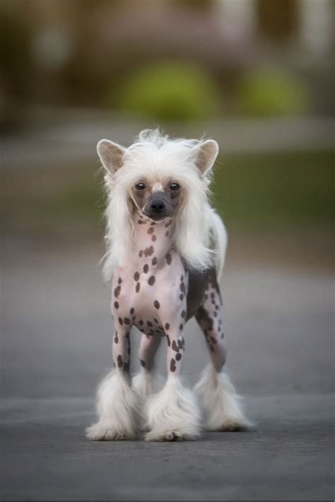Dogs That Dont Shed Chinese Crested Dog Beautiful Dogs Animals