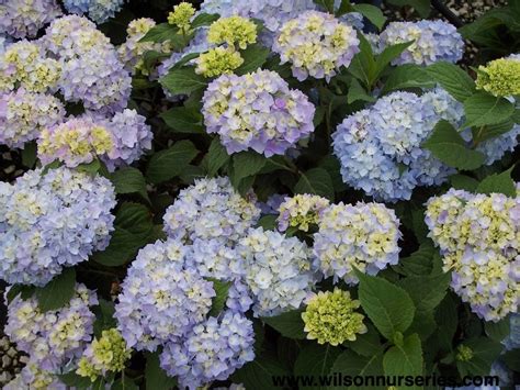 Little blue is a rainbow light blue monster. Endless summer® Hydrangea - Wilson Nurseries