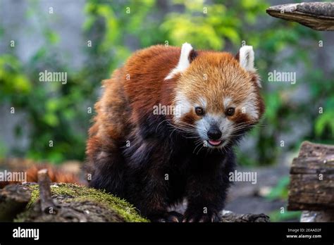 The Red Panda Ailurus Fulgens Also Called The Lesser Panda And The