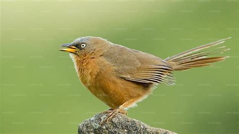 Ceylon Rufous Babbler Lakpura Llc