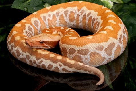 Photo Gallery Blood Pythons Hatchling Red Albino Blood