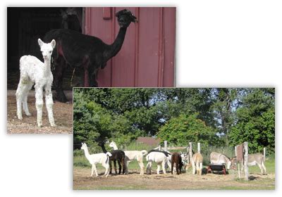 If you want to be a dick, go to /r/insults. Five Oaks Farm - About Us