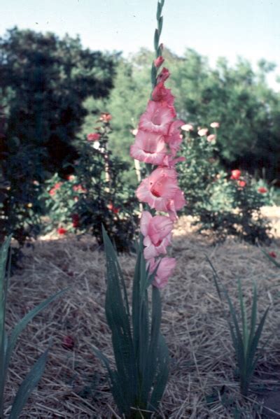 These wonderful flowering plants are attractive and relatively hardy in temperate zones. Gladiolus