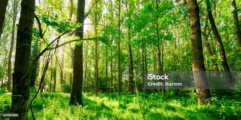 Wald Im Frühling Stockfoto Und Mehr Bilder Von Wald In Der Gemäßigten