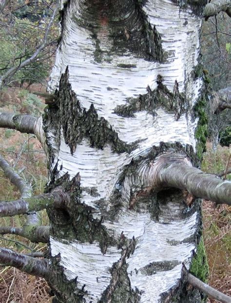 Bark - Tree Guide UK Bark used for tree identification