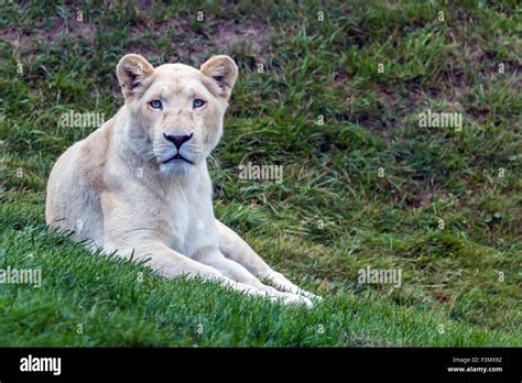 White Lion With Blue Eyes Hi Res Stock Photography And Images Alamy