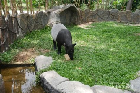 Spesies yang tergabung dalam famili canidae, termasuk anjing, menunjukkan emosinya dengan menggunakan ekor. Bukan Cuma Ragunan, Kebun Binatang Juga Ada di Jakarta Utara