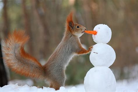 Cute Snowman Winter Squirrels Hd Wallpaper Peakpx