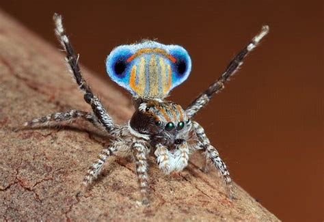 Frighteningly Beautiful Shots Of Australian Peacock Spider 8 Spider Jumping Spider Insects