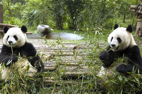 This Is An Image Of The Giant Pandas Habitat They Are Surrounded With