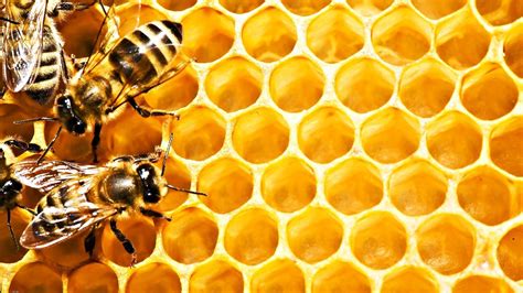 Aesthetic Bee Computer Wallpapers - Top Free Aesthetic Bee Computer ...