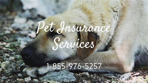 Not the best for… those looking for dental coverage for their pet. Pet Insurance Water Mill NY - Affordable Pet Health ...