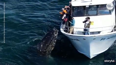 Humpback Whale Gives California Whale Watchers An Unbelievable View
