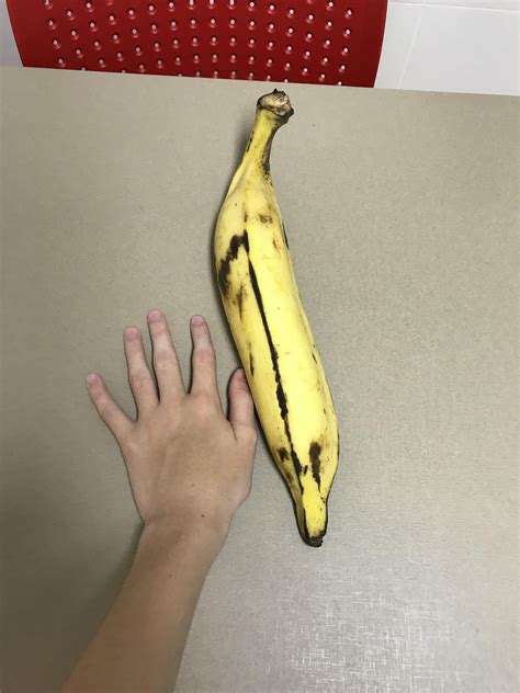 This Gigantic Banana And My Hand For Scale Scale Banana Fruit Pets