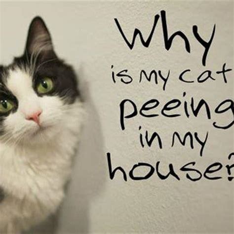 How Can I Stop My Cat From Pooping On The Floor Diy Seattle