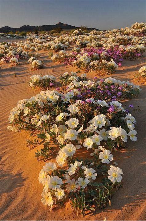 Evening Primrose On The Sand Dunes Of The Mohave Desert Photo