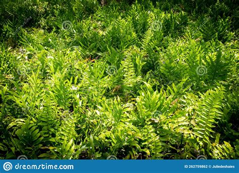 Tropical Fern Foliage In The Sun Light Stock Photo Image Of Climate