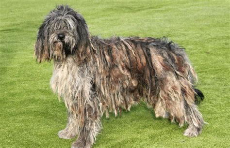 It originated in the alpi e prealpi bergamasche, where it was used as a herding dog for both sheep and cattle. Pastore bergamasco: caratteristiche e storia del cane coi ...