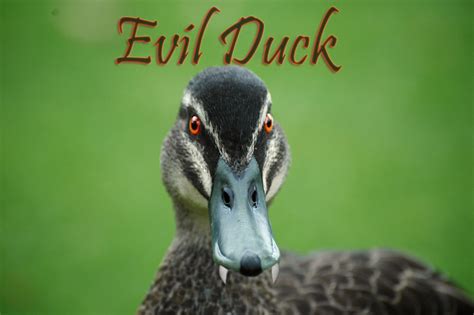 Evil Duck By The Christian On Deviantart