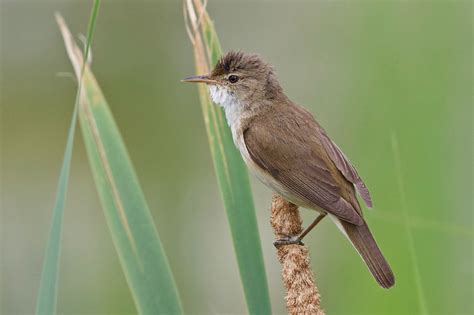 Common Reed Warbler Acrocephalus Scirpaceus Photo Call And Song
