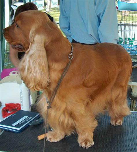 Dal 1945 ad oggi il cocker spaniel inglese è divenuto molto popolare e uno dei cani preferiti scelti dagli amanti degli animali che desiderano avere un buon compagno di vita sia in città che in campagna. cocker - Pagina 7 - Il forum sulla caccia e sulla cinofilia