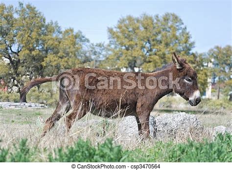 Stock Photo Of Donkey Running Donkey On A Farm Running Through Tall