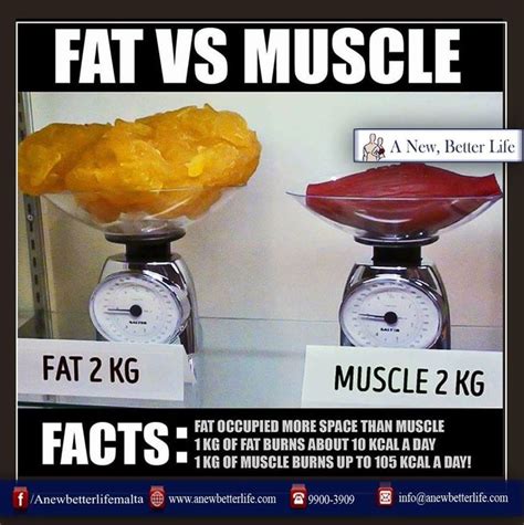 Fat Vs Muscle Even If Your Body Scale Still Reads The Same Look At