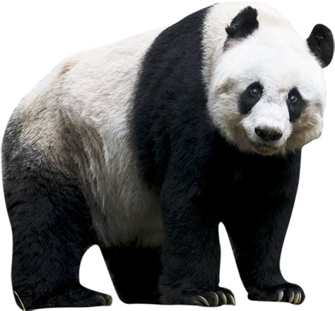 Panda Transparent Isolated Images Png Png Mart