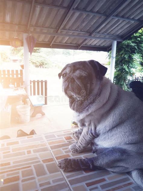 Mantenere le unghie del cane in buone condizioni non è solo una questione estetica, ma si tratta di una questione che interessa la salute del cane e che aiuta a prevenire la comparsa di ferite nelle zampe e altri problemi derivanti dalle unghie troppo lunghe. Signora Si Fa Scopare Dal Cane - la mia ragazza si fa scopare dal cane / Ieri pomeriggio paura ...