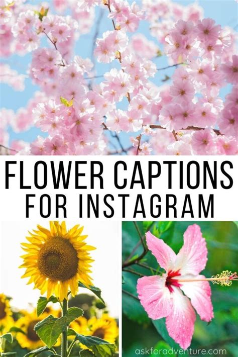 Instagram Captions Flowers Spring Quotes For Instagram
