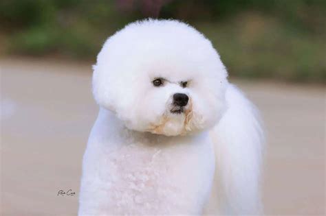 Cute Bichon Frise Dog With A Stylish Haircut Sitting Indoors On A Brown