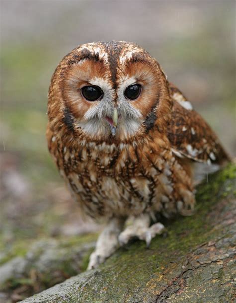 Tawny Owl Tawny Owl Owl Baby Owls