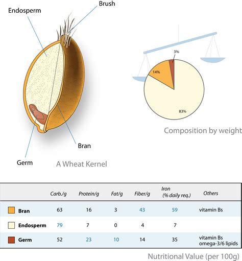 Filewheat Kernel Nutritionpng Wikipedia