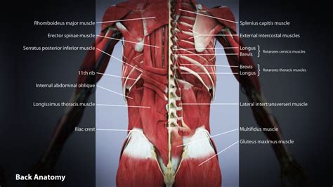 Low Back Pain Diagram
