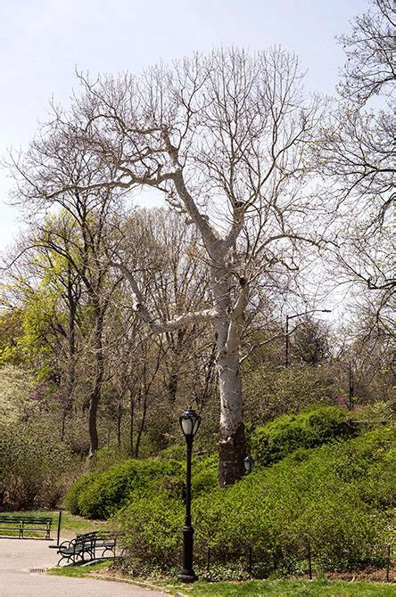 American Sycamore Central Park Conservancy