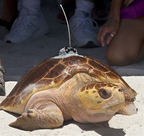 Sea Turtle Released With Satellite Transmitter For Tour De Turtles