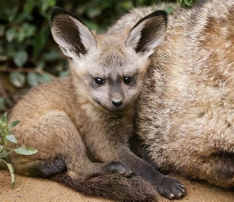 Bat Eared Fox Facts Habitat Diet Life Cycle Baby Pictures