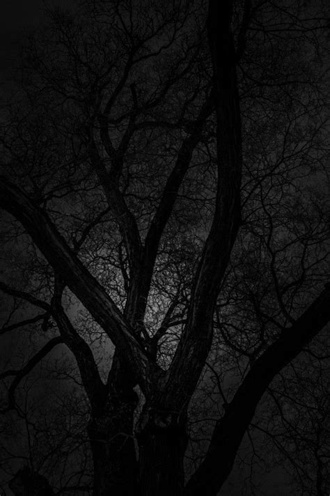 Dark Trees By 5711 Papel De Parede De Fundo Imagens Escuras