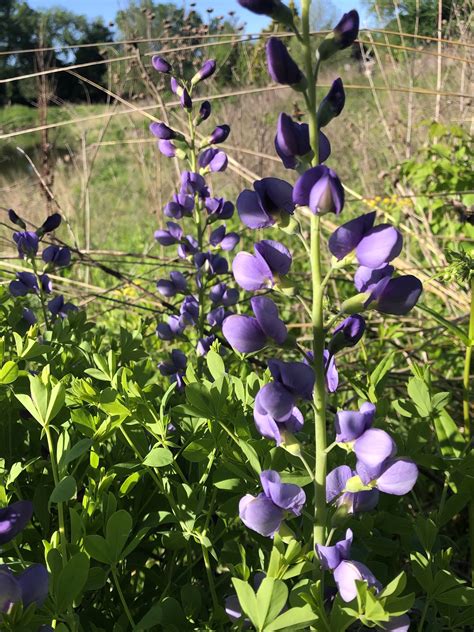 Wisconsin Wildflower | Blue False Indigo | Baptisia australis