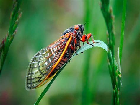 The Cicadas Love Affair With Prime Numbers Article Abakcus