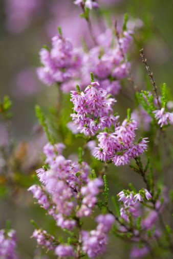 Inspect the lowest leaves on heather for mites. Quintessentially Flowers: The Heather Plant