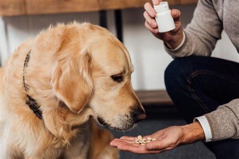 Vitamina B Per Cani Dosi Benefici E Usi