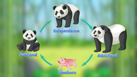 Life Cycle Of A Panda Youtube
