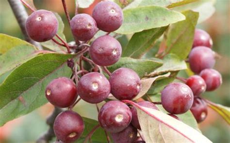 Malus X Moerlandsii Profusion Crab Apple Trees For Sale