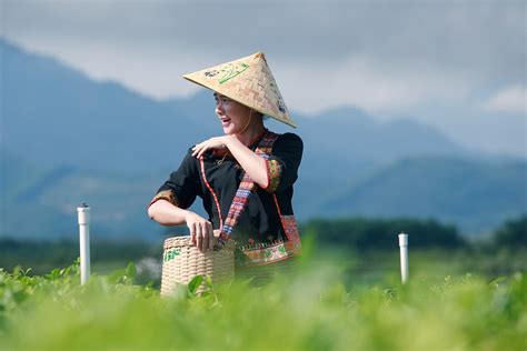 หญิงสาวเก็บใบชาในท้องที่ต่างๆ ของจีน