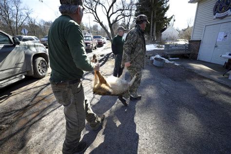 Coyote Hunts In Pennsylvania Debated News Sports Jobs