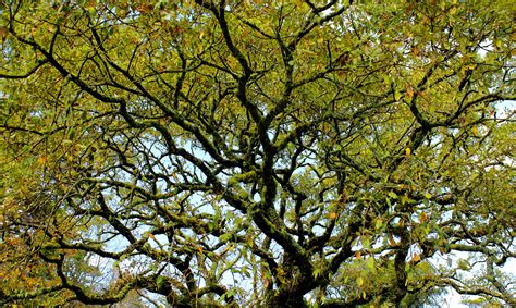 Tree Branches Leaves Sky Ubicaciondepersonascdmxgobmx