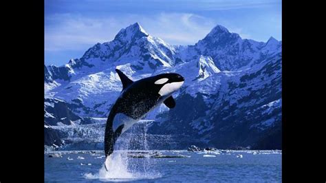 Orca Whale Wallpaper 56 Images