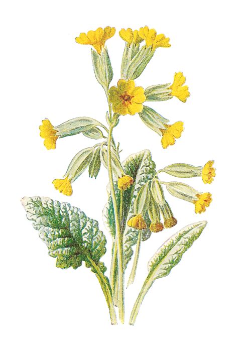 The Graphics Monarch Free Wildflower Cowslip Old Stock Flower