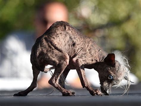 The Worlds Ugliest Dog And The Case Of The Libelous Oozing Sore Ncpr